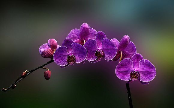 《保镖》电影剧情
