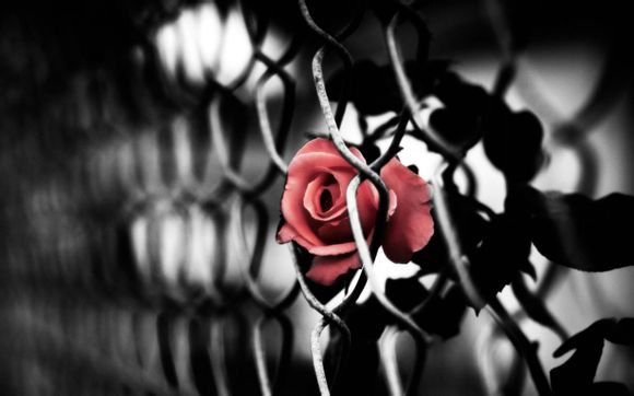 苍狼电视剧结局菲儿