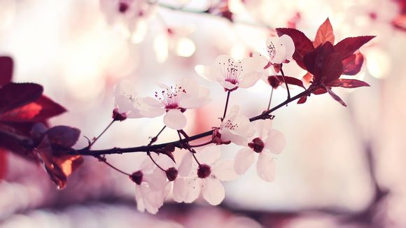 怪异与书的结局动漫