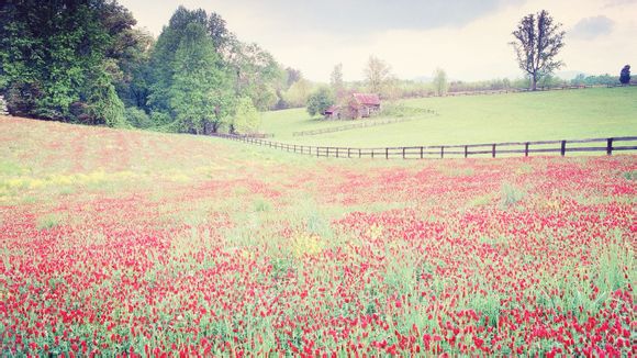电视剧炮神杜清明结局