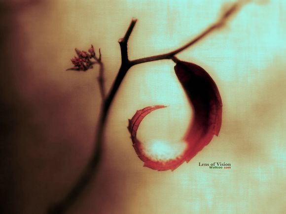 电影娶天津女孩结局