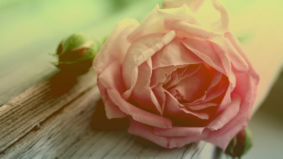 我热爱的生活电视剧剧情