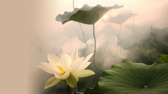 电视剧《小岛》大结局