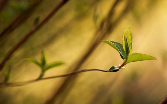 燕回结局是什么