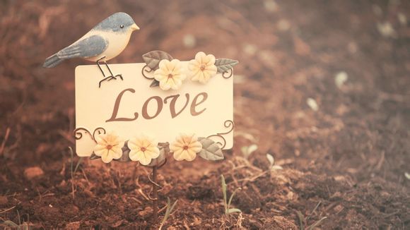 亲叔辣婶电视剧剧情