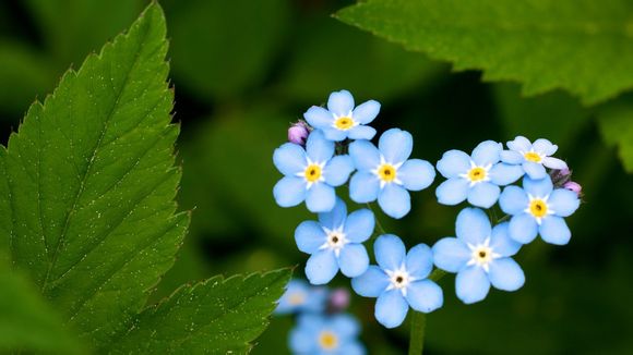 阿尔谢在动漫里的结局