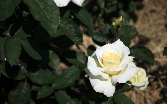 动漫infj人物的结局